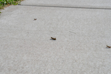 Grasshoppers hopping on sunlit concrete path in summer