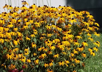 pretty yellow flowers of rudbeckia plant in a garden