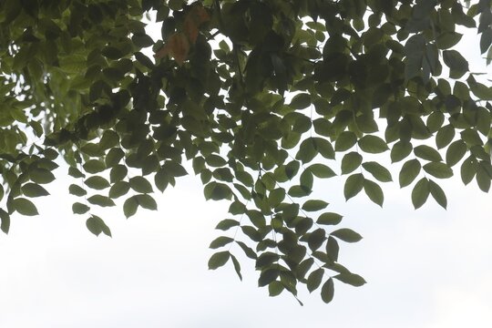 green foliage and red inflorescence of Evodia Evodia Hupehensis tree - Rutaceae Family in park.