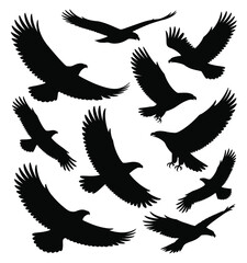 Fototapeta premium Collection of majestic eagle flying silhouettes in various dynamic poses against a white background