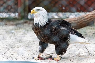 A rescued American Bald Eagle, in an enclosure at The Raptor Trust in Millington, New Jersey.  