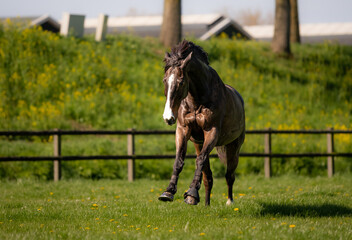 running horse in the field