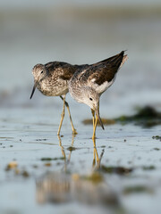 Common greenshank (Tringa nebularia)