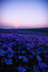 Enchanted Twilight Dreamscape