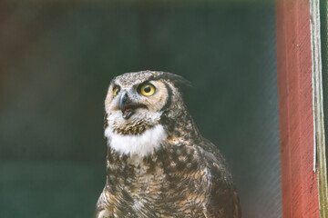 A rescued Great Horned Owl, in a pen at The Raptor Trust in Millington, New Jersey.  