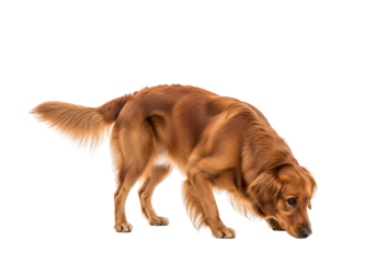 A golden retriever dog, with a rich copper hue, attentively observes something on the ground against a pure black backdrop.