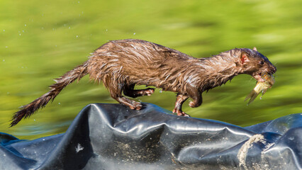 American mink running with a fish in its mouth, Neogale Vison,