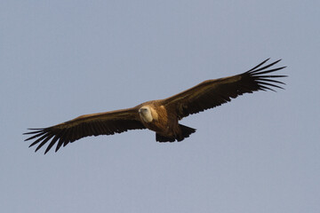 Vulture in Las Hoces del Duraton, Segovia, Castilla y Leon, Spain
