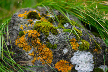 Closeup of colorful moss and orange lichen on natural stone surface