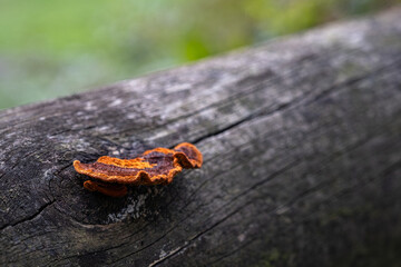 Naklejka premium Solitary orange mushroom on a tree trunk