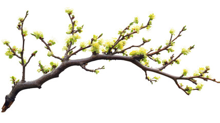 Fototapeta premium tree with roots png