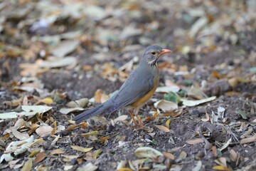 Olive Thrush bird on forest floor in Kruger National Park, South Africa, close-up wildlife and birdwatching image.
