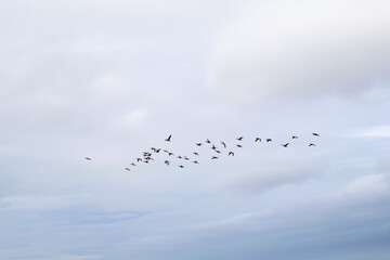 Migrating flock of wild birds flying across cloudy sky in Iceland