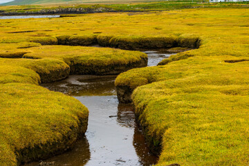 Icelandic marshland with water channels and yellow grass landscape
