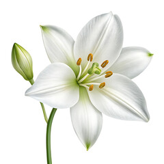 Fototapeta premium A single white lily blossom with a green bud and stem isolated on a transparent background flower