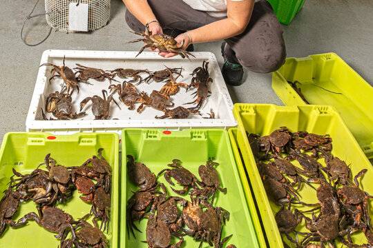 Manual classification of crabs at the fish market