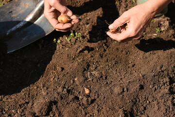 Overhead shot of a hand holding a freshly dug potato with a shovel lying on the ground nearby, harvest and farming concept