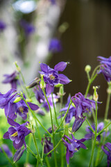Aquilegia vulgaris in blossom. Dark purple color columbine flowers dangling down from stems....
