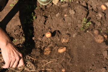 Hand holding potato plant roots with potatoes visible in the soil and lying on the ground, harvest and organic farming concept