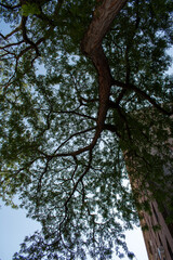 Majestic tree branches against clear blue sky