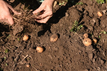 One hand holding potato roots, another hand removing a fresh potato, with several potatoes lying on the soil, harvest and organic farming concept