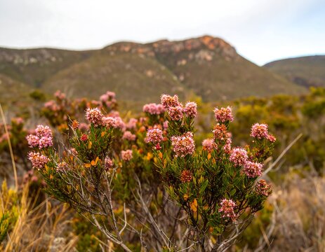 Pink flowers and scrubby hills