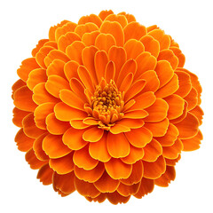 A vibrant orange marigold flower with densely layered petals isolated on a transparent background
