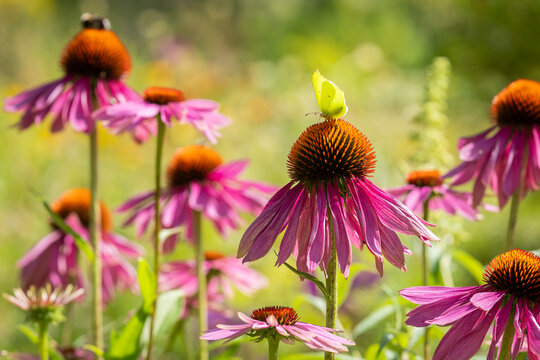 A group of purple coneflower blossoms (echinacea) in full bloom. Purple Coneflowers (Echinacea), close-up, selective focus. Echinacea purpurea, eastern purple coneflower or hedgehog coneflower.