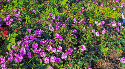 jardim de flores