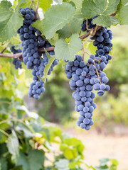 close up of ripe bunch of red grapes on vine