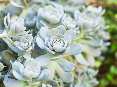 Close-up of a cluster of light blue succulent plants