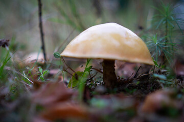 Close-up of mushroom growing in forest with blurred green background