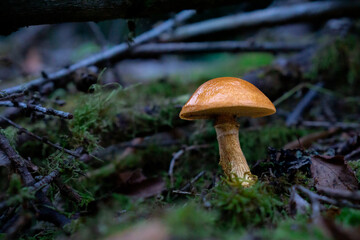 Brown mushroom growing on mossy forest floor, natural close-up view