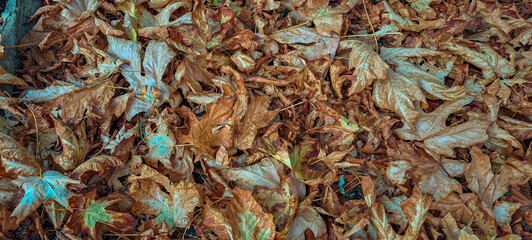 textura de folhas secas