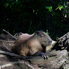 marmot in the forest