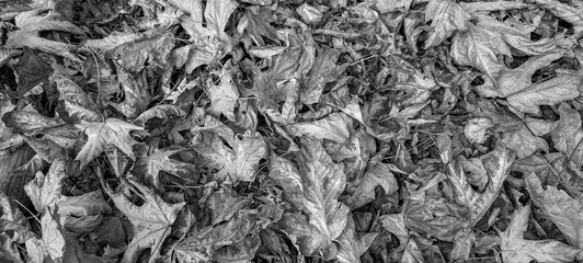 textura de folhas secas em preto e branco