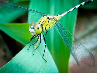 A Vibrant Dragonfly Perched Gracefully on a Lush Green Leaf
