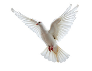 Obraz premium Majestic White Bird in Flight with Extended Wings Against Sky