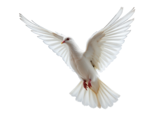 Majestic White Bird in Flight with Extended Wings Against Sky
