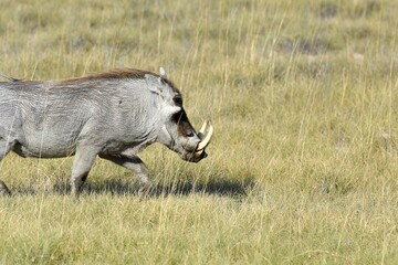Warzenschwein (Phacochoerus africanus) läuft durch die Savanne im Etoscha Nationalpark in Namibia