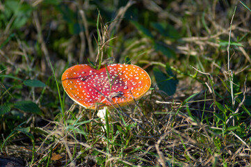 Grzyb Muchomor czerwony kapelusz wśród zielonej trawy widok z góry. © Monika