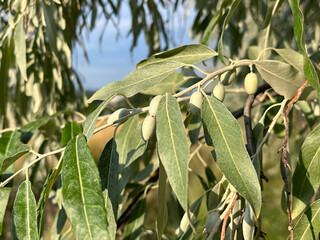 Close-up shot of Loch ordinary (Elaeagnus angustifolia L., wild olive tree) foliage in natural light	