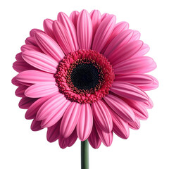 A vibrant pink gerbera daisy, beautifully detailed, blossoms against a stark black backdrop.