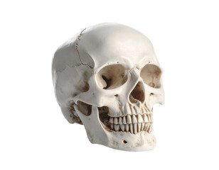 A detailed anatomical skull model showcasing intricate features and realistic textures for educational purposes.