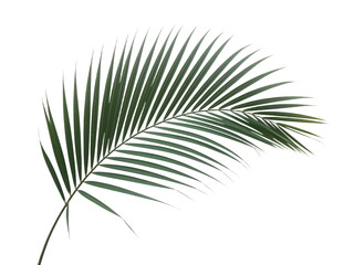 Obraz premium Tropical green palm leaf isolated on transparent or white background