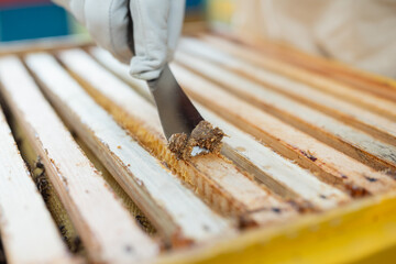 A beekeeper collects propolis from beehive frames. A beekeepers gloved hand with a chisel tool collects precious propolis from honey frames used in medicine