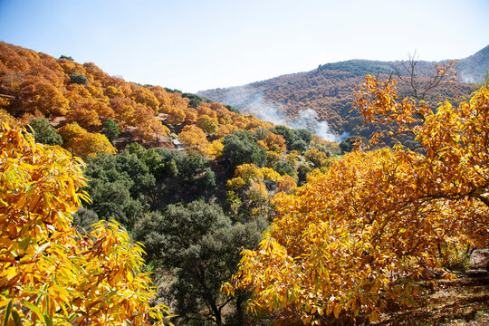 paisaje de arboles de casta&ntilde;os  de hojas doradas en oto&ntilde;o en Pujerra, Andaluc&iacute;a