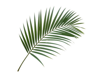 Obraz premium Tropical green palm leaf isolated on transparent or white background