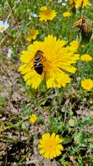 bee pollinating yellow flowers spring honey field 