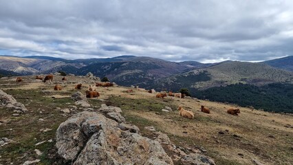 Cattle in the field of Santa Maria de la Alameda Sierra de Madrid